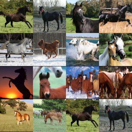 les chevaux